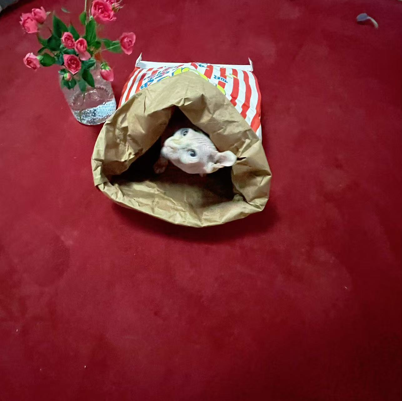Cat/Dog Play Paper Bag