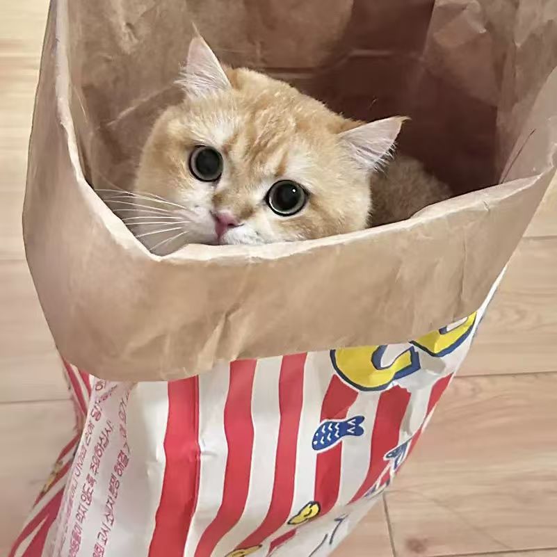 Cat/Dog Play Paper Bag