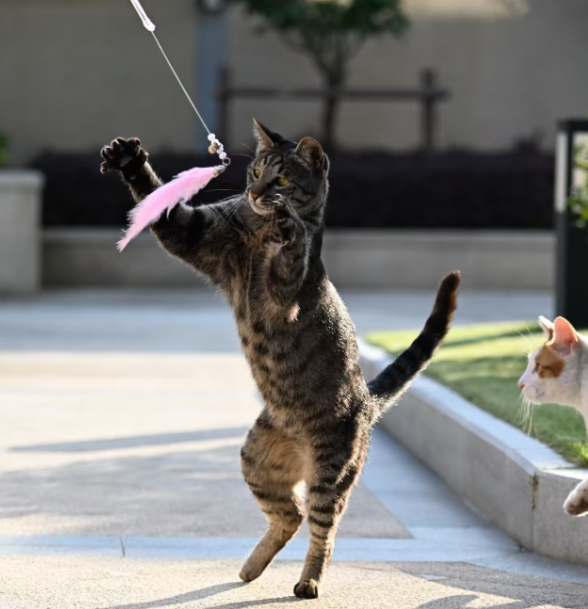 1. Cat Supplies