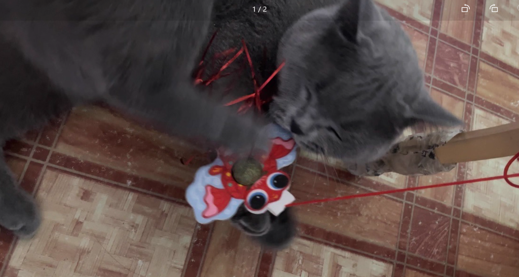 $9.9 Door-Hanging Teaser Wand with Elastic Rope and Feather